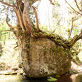 ネコバリ岩写真